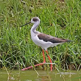 immatureKazinga Channel, Uganda