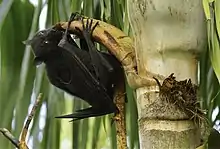 Black flying fox – Pteropus alecto – feeding on a palm tree in the parklands.