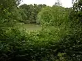 Riparian forest with a remnant of the Black River (Washington)