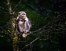 Gray monkey