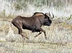 Black wildebeest