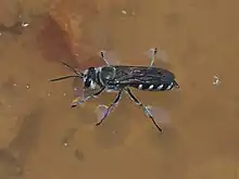 A wasp of the genus Pison gathering water for nest construction.