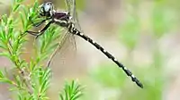 Male Mountain Tigertail with a cream stripe on the side of his body