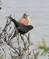 Perched near the nest of a common blackbird (Turdus merula), with a male blackbird attempting to distract it