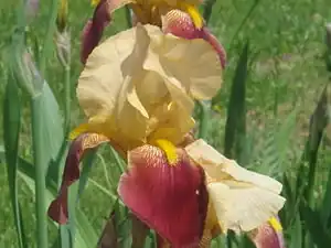 Iris 'Blatant'