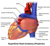 The human heart viewed from behind