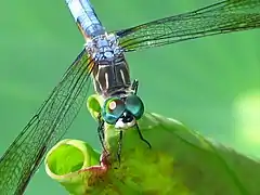 Male on a lotus leaf