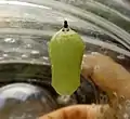 Pupa