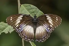 female H. s. salmacis, Ghana