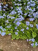 Myosotis sylvatica