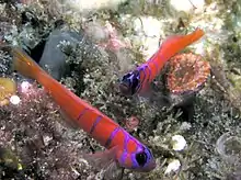 Bluebanded gobies, San Clemente Island