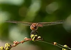 Adult male, head-on view