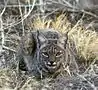 Bobcats live in the Datil Mountains. Photo: US Fish and Wildlife Service.