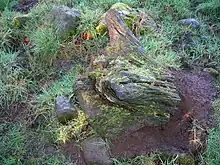 Bog tree stump, Scotland