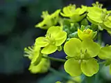 Bok choy has yellow flowers