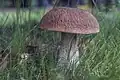 Boletus edulis, also known as "cep", is an edible wild bolete found in Europe