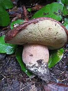 A mushroom with a reddish-brown cap that is curled upwards to reveal a cream-coloured porous underside that somewhat resembles a sponge. The thick stipe has a pinkish hue, and its thickness is a little less than half of the cap's diameter. The mushroom has been pulled from the ground and the end of its stipe is a whitish colour caused by hyphal tufts, and is embedded with dirt and other small twigs.