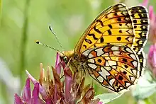 Underside of silver-bordered fritillary for comparison