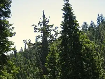 The dead canopy of Boole caused by shock immediately after almost all of the surrounding trees were cut down.