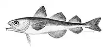 The polar cod is found further north than any other fish species. It frequents river mouths and feeds on plankton and krill. It is preyed on by narwhals, belugas, ringed seals and seabirds.