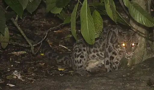 Bornean clouded leopard along the lower part of the river.