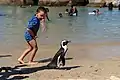 Swimmers and a penguin at the beach.