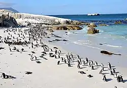 African penguins (Spheniscus demersus) at Boulders Beach