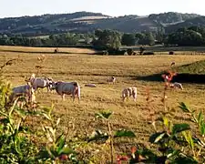 Charolais cattle