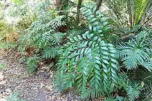 Bowenia serrulata growing in transition forest near Byfield, in the Capricornia region of Queensland, Australia