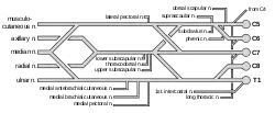 Diagram of the brachial plexus. The subclavian nerve can be seen branching from where C5 and C6 join to form the upper trunk. (Label at top right).