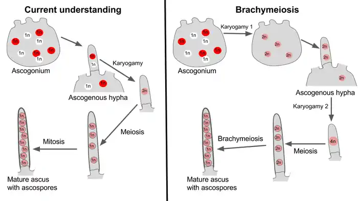 A comparison of the current understanding of sexual reproduction in ascomycete fungi to the brachymeiosis hypothesis.