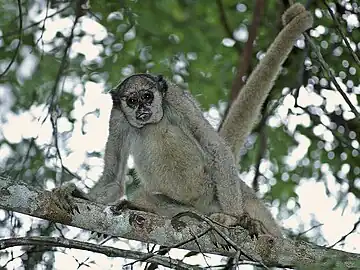 Northern muriqui resting