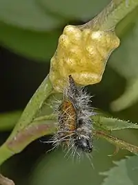 Cotesia sp. cocoons