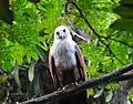 Brahminy Kite found in Thiruvananthapuram Zoo