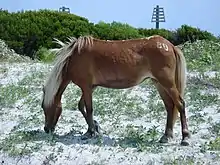 Banker horse on Shackleford Banks