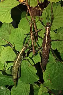 ♀♀ and ♂ of Brasidas cavernosus, first named as Brasidas sp. 'Rapu-Rapu