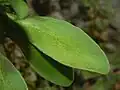 Leaf of Lobularia maritima