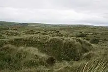 Braunton Burrows in Devon