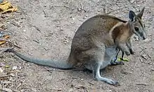 Brown wallaby