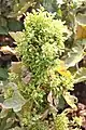 Brinjal Little leaf phytoplasma