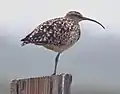 Kahuku area - O'ahu, Hawaii