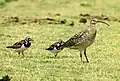 Bristle-thighed curlew (Numenius tahitiensis, right) and ruddy turnstones (Arenaria interpres)