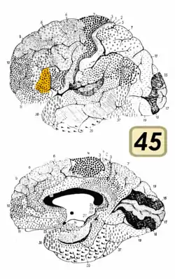 Brodmann area 45