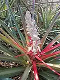 Bromelia pinguin flowers