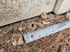 Mud turrets that emergent Brood X Magicicada nymphs created in Potomac, Maryland near Washington, D.C. (June 30, 2021)