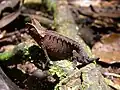 A small, brown chameleon resembling a leaf