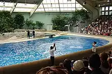 Two dolphins jumping high in the air in an indoor pool before an audience