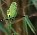 Yellow-chevroned parakeet(B. chiriri)