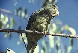 Cobalt-winged parakeet(B. cyanoptera)