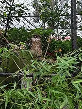 Eurasian Eagle Owl